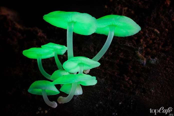 Самые необычные грибы: Mycena chlorophos
