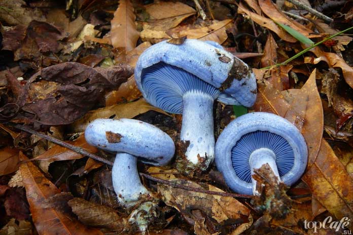 Фото редких и необычных грибов: Lactarius indigo