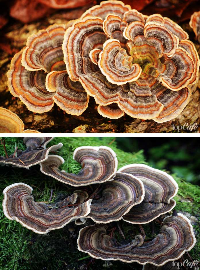 Фото редких и необычных грибов: Trametes versicolor