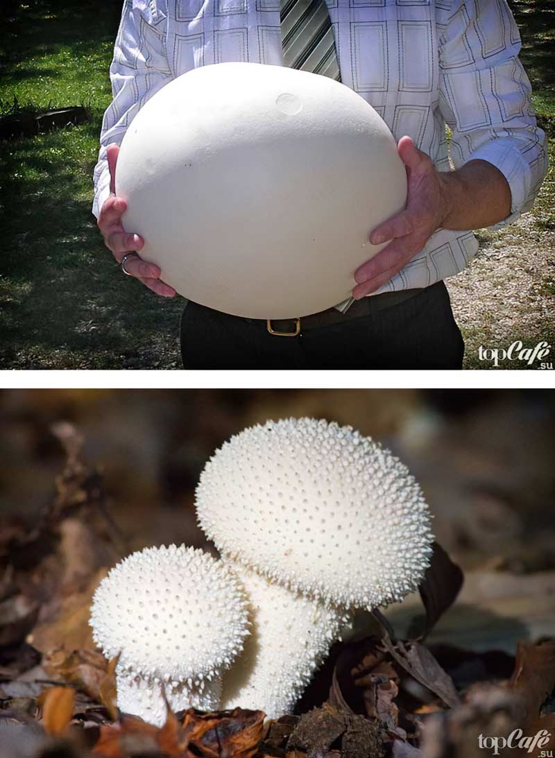 Фото редких и необычных грибов: Дождевик
