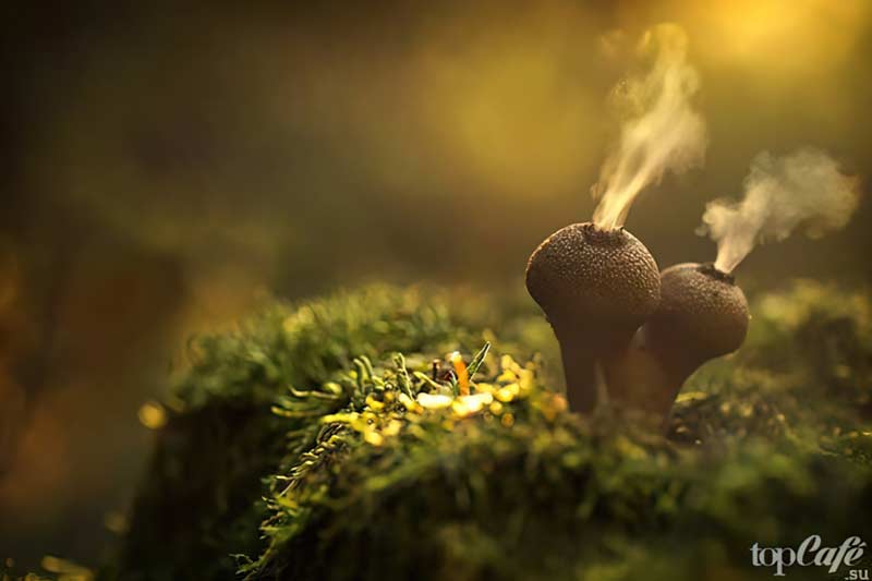 Очень красивый гриб Дождевик