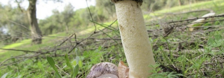 Интересные факты о грибах: информация для детей и взрослых