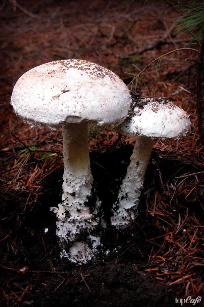 Самые ядовитые грибы в мире: Amanita smithiana