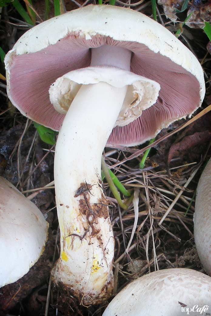 Самые ядовитые грибы в мире: Шампиньон желтокожий
