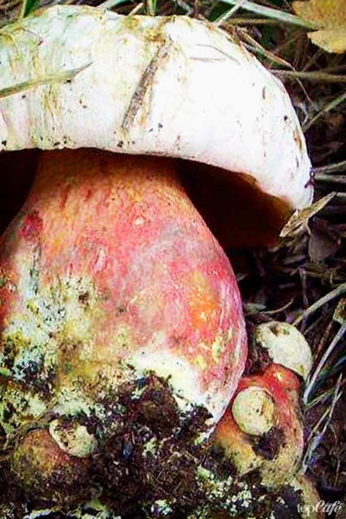 Самые ядовитые грибы в мире: Сатанинский гриб