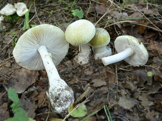 Бледная поганка один из самых ядовитых грибов
