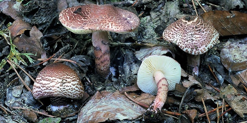 Ядовитый гриб лепиота коричнево-красная