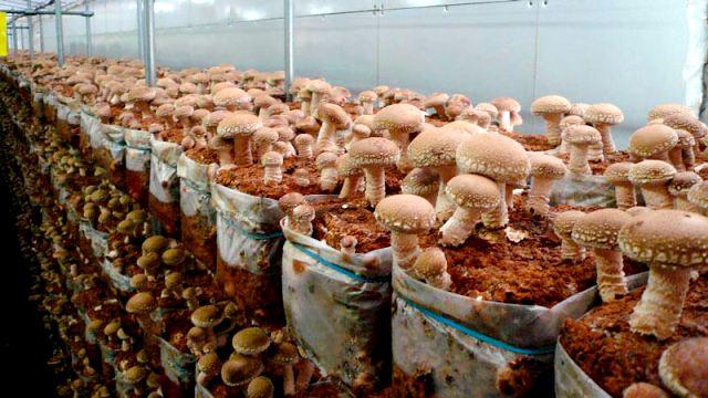 как вырастить грибы шиитаке в домашних условиях