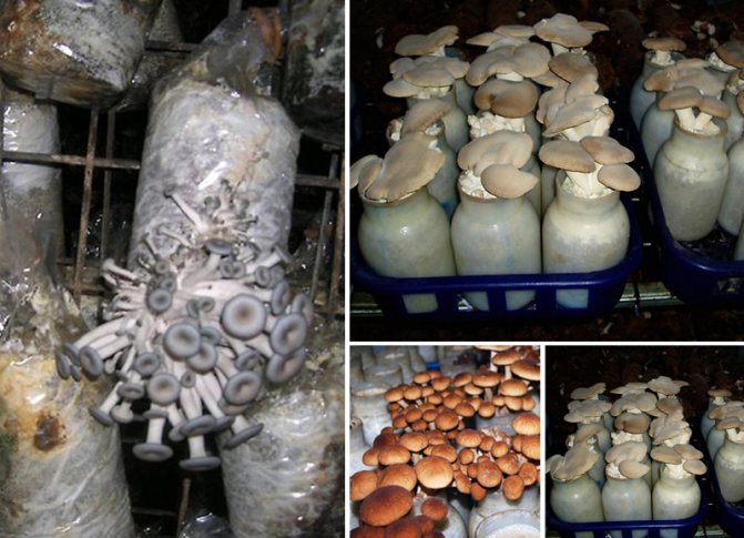 Способы выращивания грибов