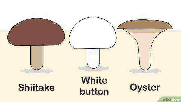 какие грибы проще всего выращивать в домашних условиях