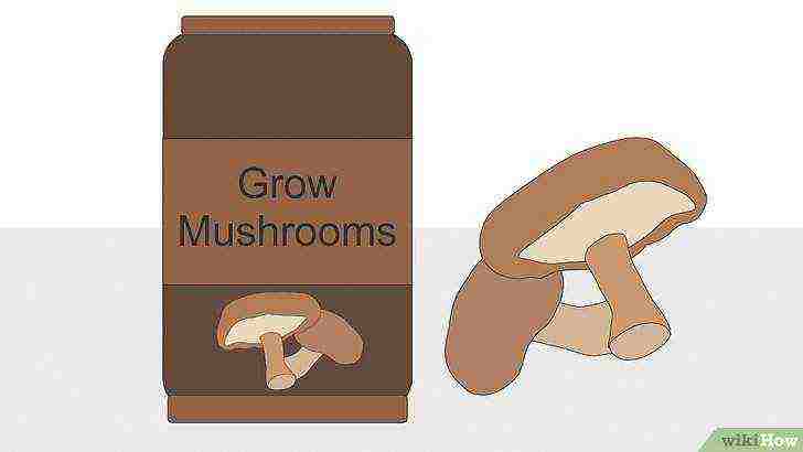 какие грибы проще всего выращивать в домашних условиях