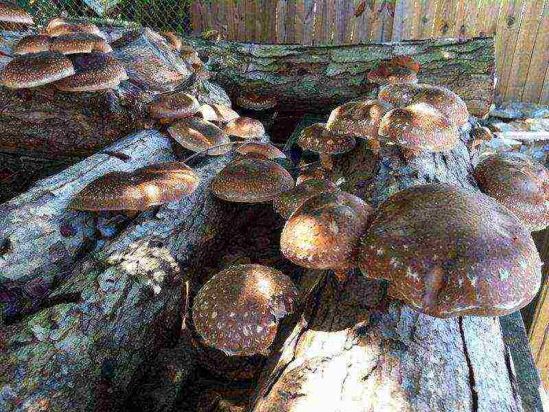 грибы которые выращивают в искусственных условиях