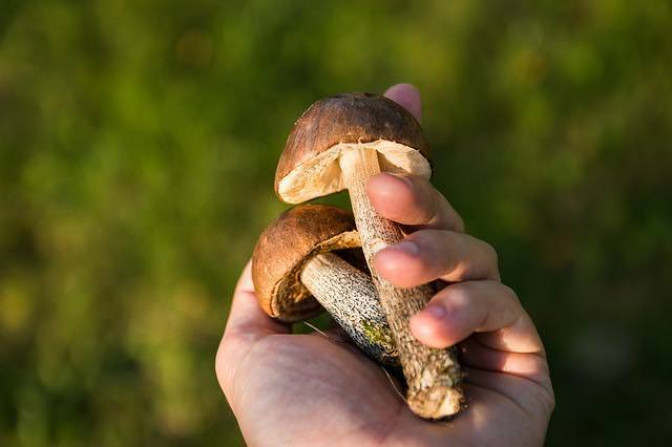 Какие первые грибы появляются в мае (видео)