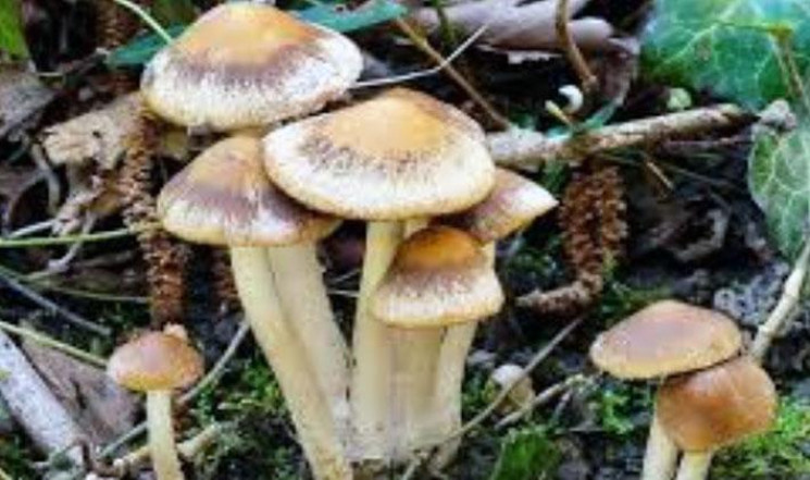 Сбор в лесу весной грибов псатирелл