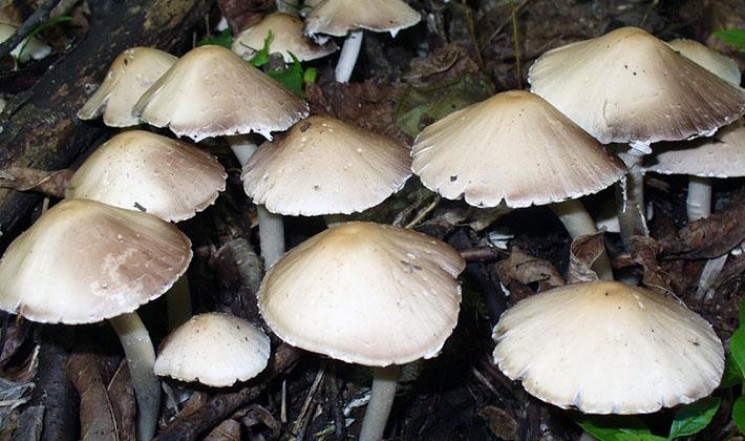 Сбор в лесу весной грибов псатирелл
