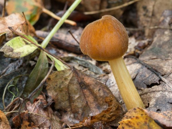 Какие съедобные грибы можно собирать в мае?