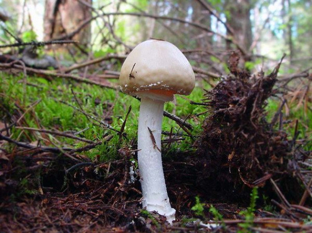 Несъедобные и ядовитые грибы Кубани
