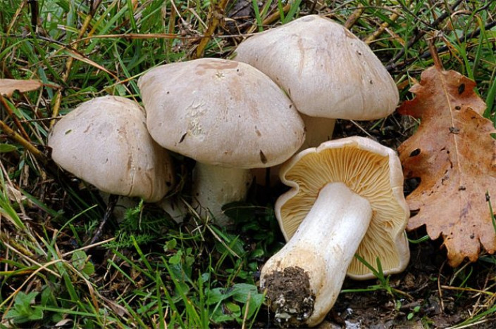 Несъедобные и ядовитые грибы Кубани