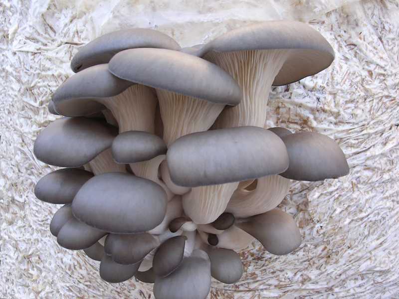 Весна в лесу: какие грибы появляются раньше всех