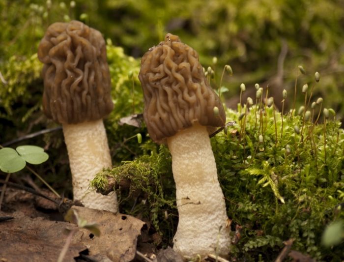 Весенние грибы (51 фото): названия съедобных, ядовитых, несъедобных, какие первые растут весной, сроки сбора, видео