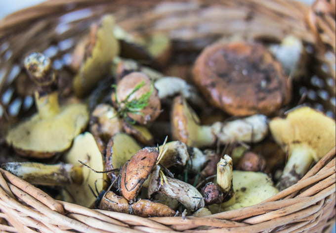 Маслята: как обработать грибы после сбора и приготовить их для жарки и заморозки на зиму