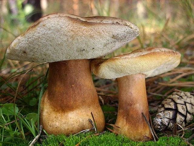 Каштановый гриб