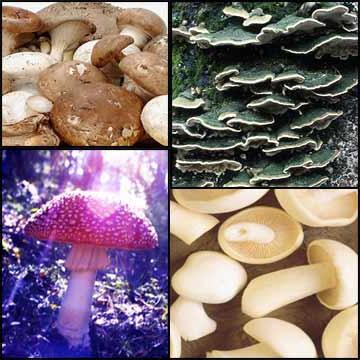 классификация грибов