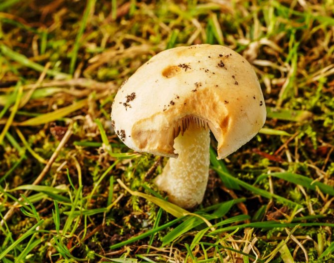 Ложный валуй или гебелома клейкая: описание гриба, распространение