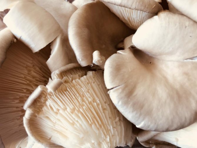 Как правильно чистить свежие грибы вешенки: лучший метод