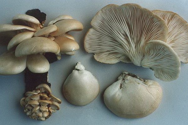 Как правильно чистить свежие грибы вешенки: лучший метод