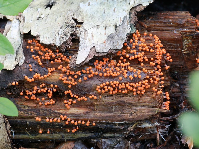 Слизевики из группы миксомицетов: фото «грибов», заражение организма человека слизевиками вида ликогала
