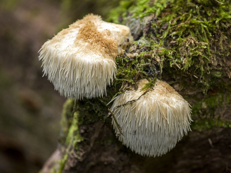 Слизевики из группы миксомицетов: фото «грибов», заражение организма человека слизевиками вида ликогала