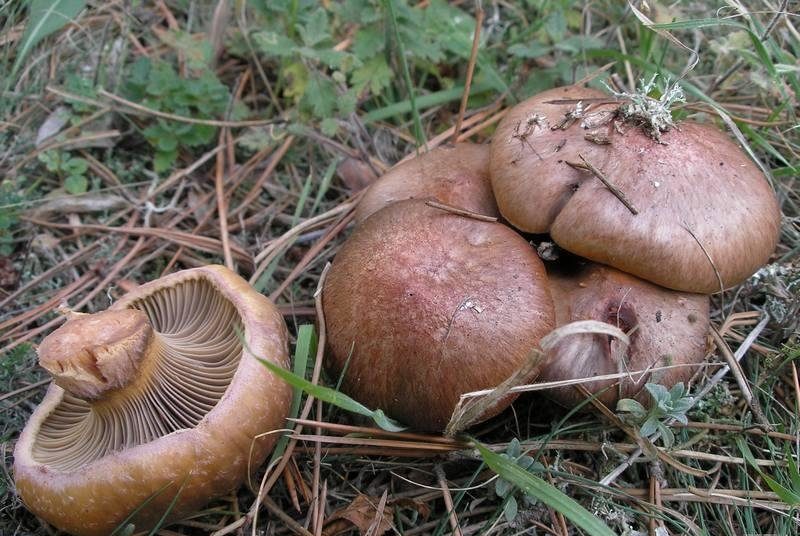 Осенние съедобные грибы