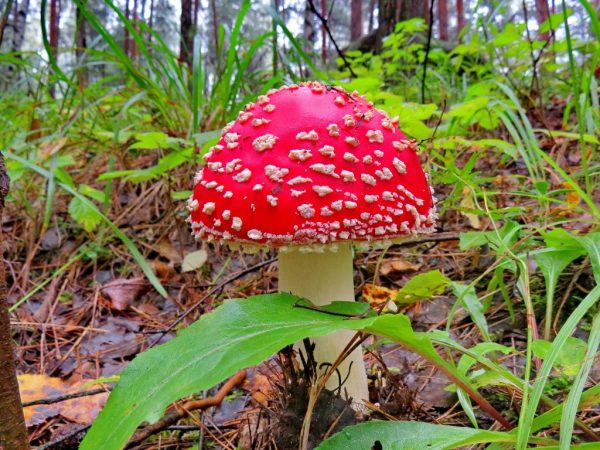Осенние грибы: описание, фото и название съедобных видов
