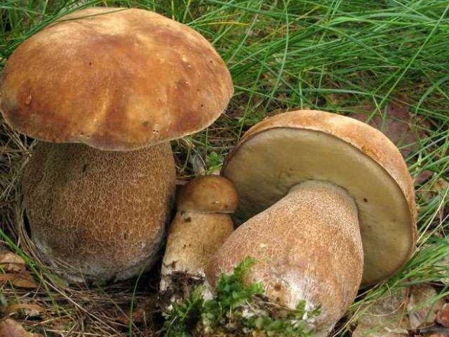 Осенние грибы: описание, фото и название съедобных видов