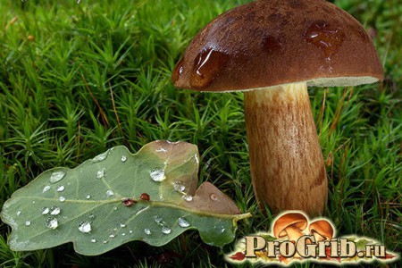 Как выглядит польский белый гриб: описание, отличие от ложных и фото