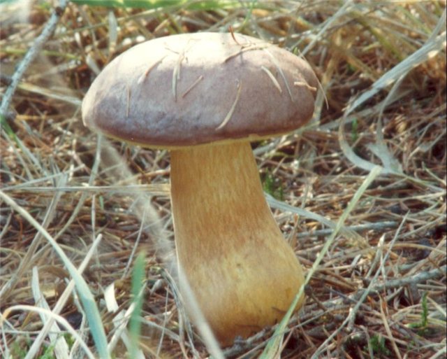 Редкие и чрезвычайно полезные польские грибы