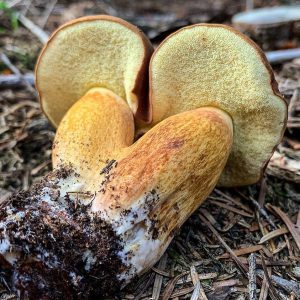 Польский гриб: как он выглядит, когда его собирать?