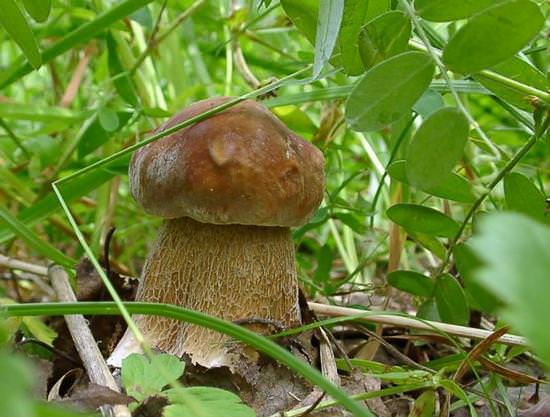 Съедобный польский гриб или нет: как распознать, польза и вред, рецепты и +22 фото