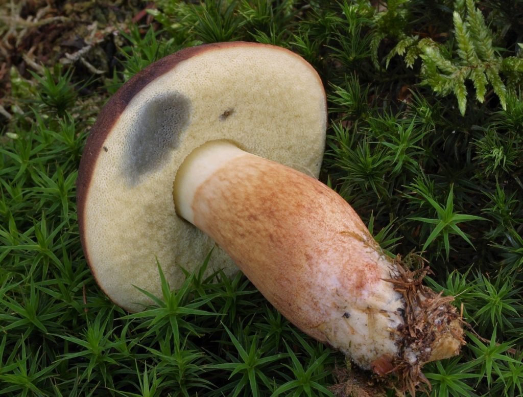 Мякоть у польского гриба достаточно плотная и мясистая