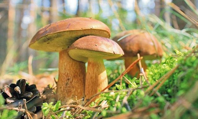 Съедобный польский гриб или нет: как распознать, польза и вред, рецепты и +22 фото
