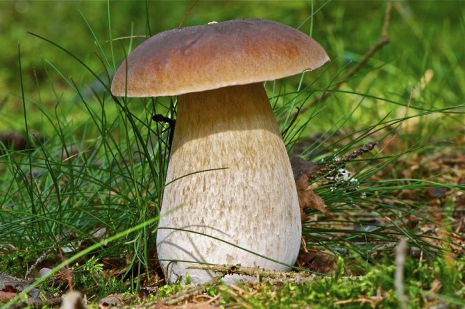 Белый польский гриб