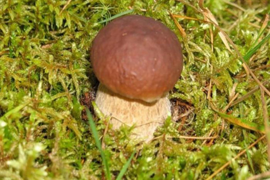 Как быстро растет белый гриб после дождя. При какой температуре растут грибы. В каких лесах растут белые грибы. Растут как грибы после дождя. Белый гриб фото где растет.