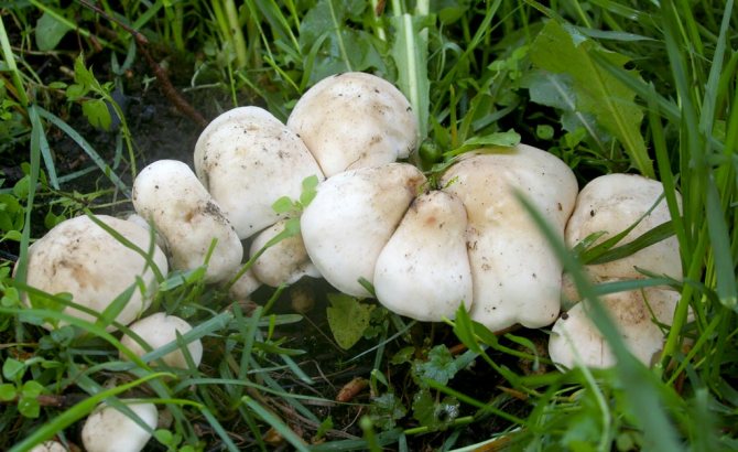 Рядовка майская - описание, где растет, ядовитость гриба