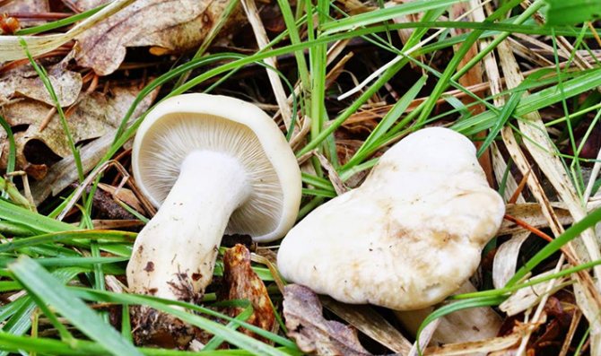 Рядовка майская - описание, где растет, ядовитость гриба