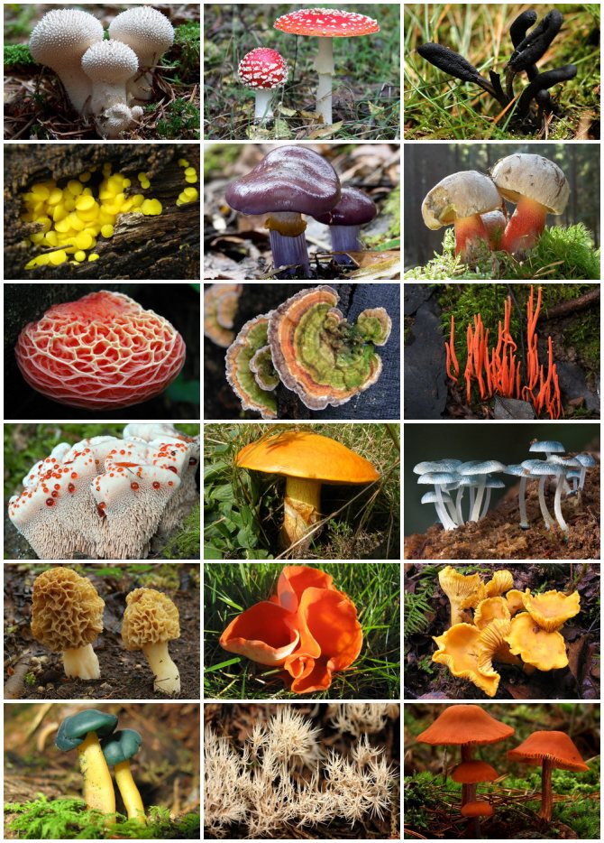 Выбери, какие грибы размножаются почкованием. Дрожжи Мукор Фитофтора Сыроежки