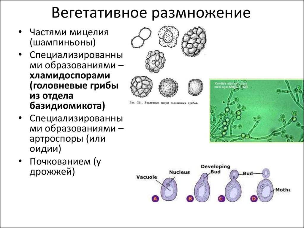 Опасная микрофлора рядом: множество способов размножения патогенных микроорганизмов