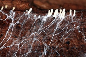 Выбери, какие грибы размножаются почкованием. Дрожжи Мукор Фитофтора Сыроежки
