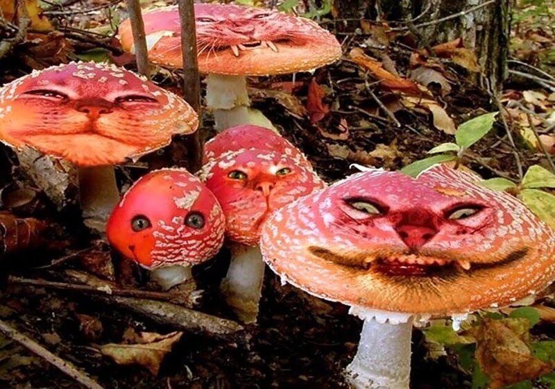 2. 144 видов грибов могут вызывать галлюцинации