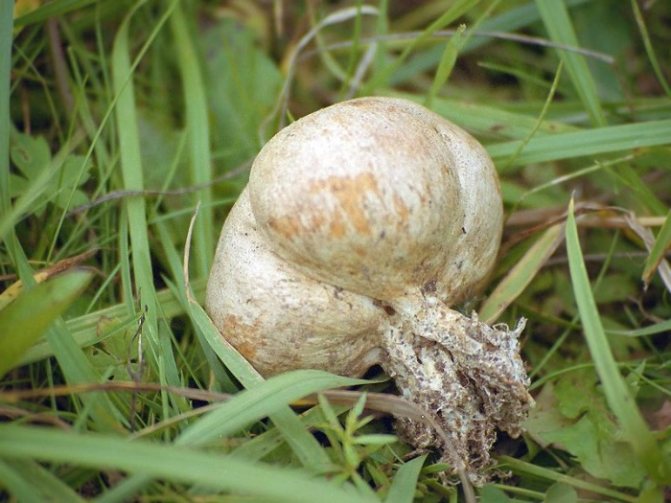 Опенок кирпично-красный (Hypholoma lateritium или Hypholoma sublateritium): фото, описание и как готовить условно-съедобный гриб